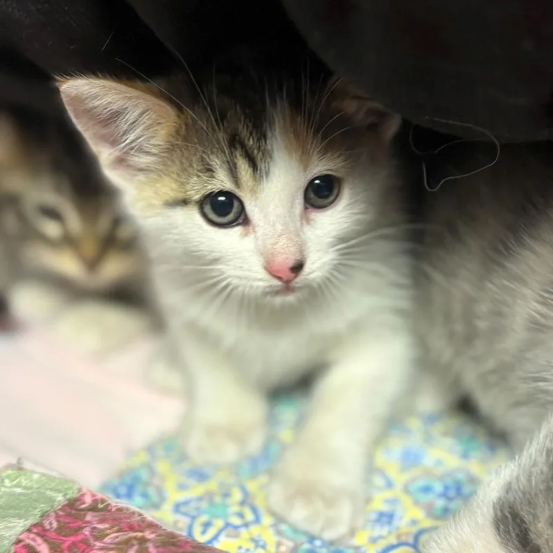 A baby small-sized female Calico Domestic Short Hair cat named Robin for adoption in Chehalis, WA