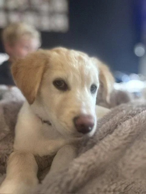 A baby medium-sized male Shepherd dog named Aegon for adoption in Salt Lake City, UT