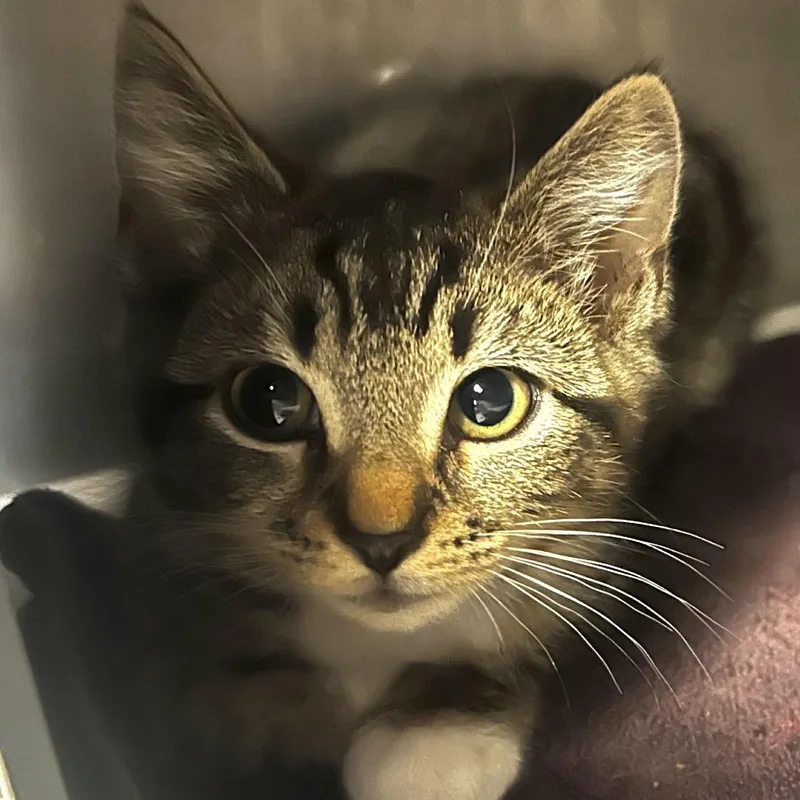 A baby small-sized female White Domestic Short Hair cat named Fig for adoption in Chicago, IL