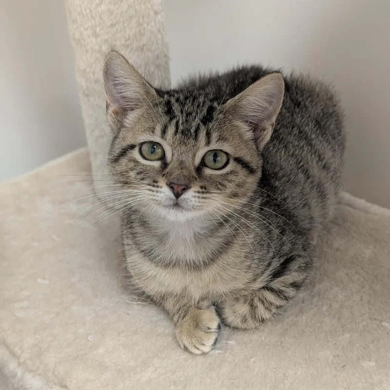 A baby medium-sized female Tabby (Buff / Tan / Fawn) Domestic Short Hair cat named Boo for adoption in St. Augustine, FL
