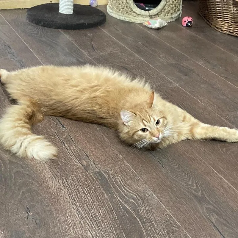 A young large-sized male Orange / Red Domestic Long Hair cat named Aramis for adoption in Fairfax Station, VA