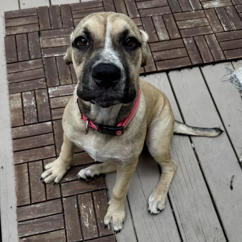 A young large-sized female Yellow / Tan / Blond / Fawn Mastiff dog named Delilah for adoption in Opelika, AL