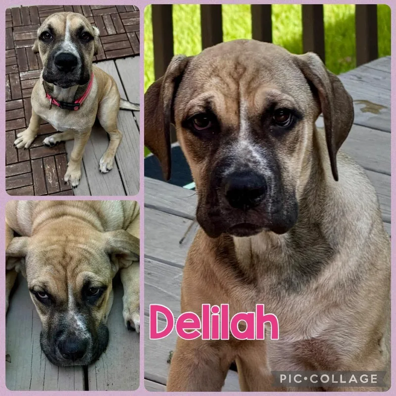 Delilah thumbnail 3