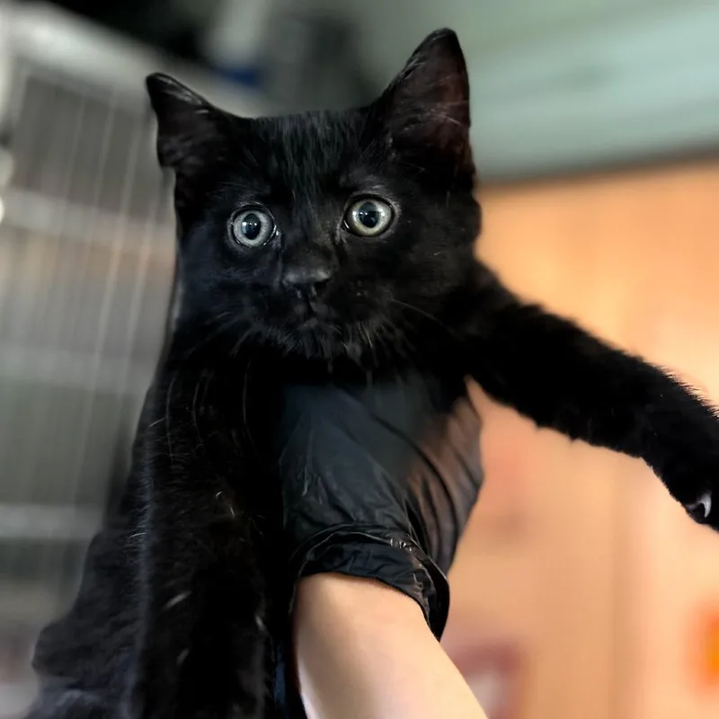 A baby small-sized male Black Domestic Short Hair cat named Rico for adoption in Troy, IL