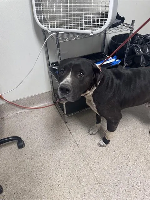 An adult large-sized male Labrador Retriever dog named Rocky for adoption in Bakersfield, CA