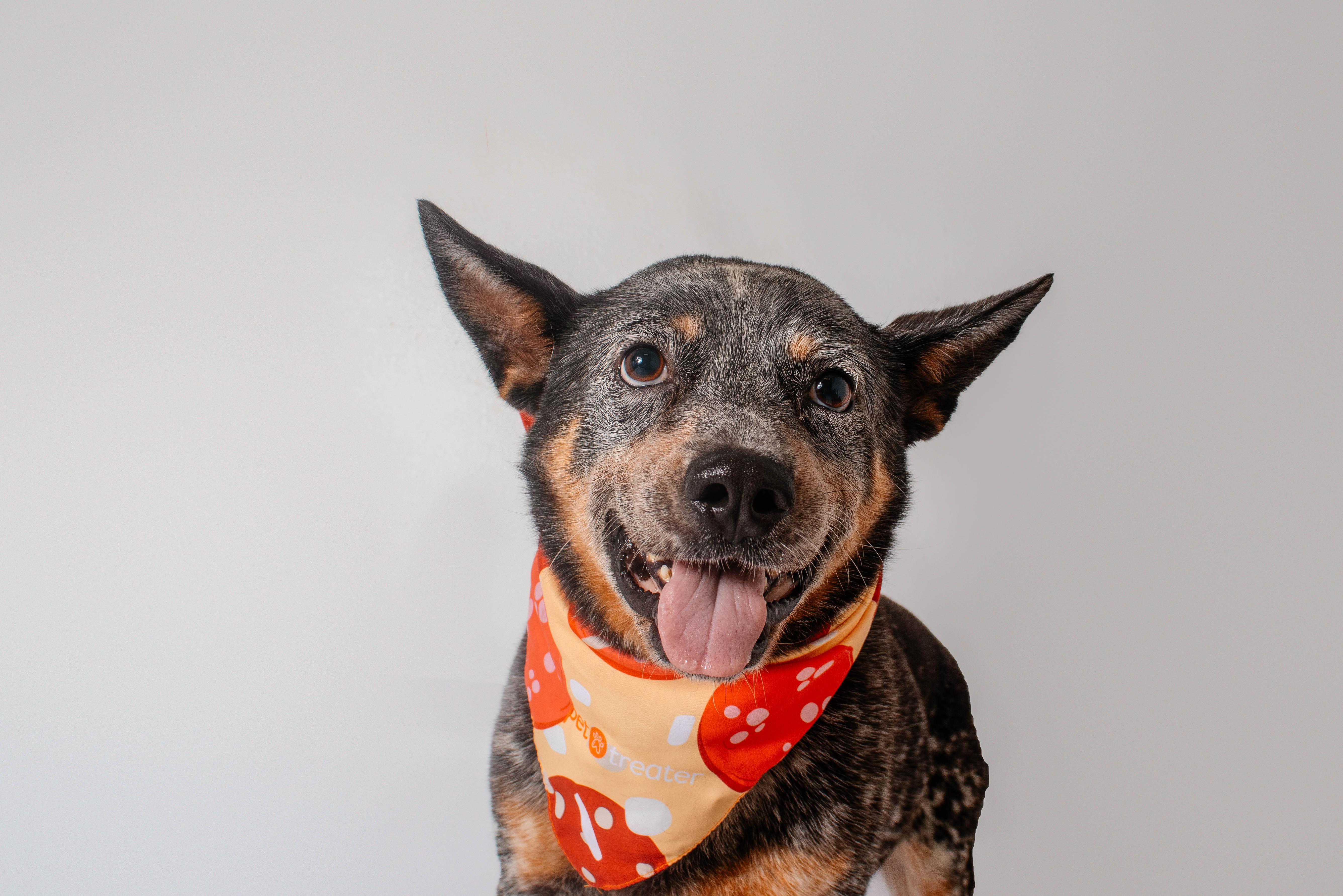 An adult medium-sized male Australian Cattle Dog / Blue Heeler dog named Buck for adoption in Plaquemine, LA