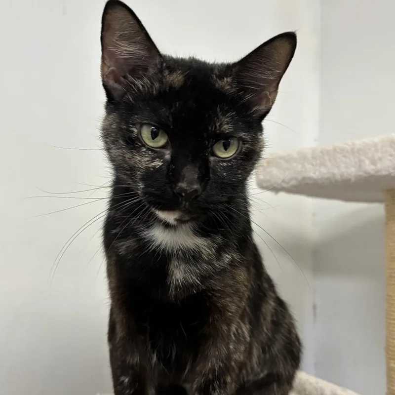 A young medium-sized female Tortoiseshell Domestic Short Hair cat named Sweet Pea for adoption in Houston, TX
