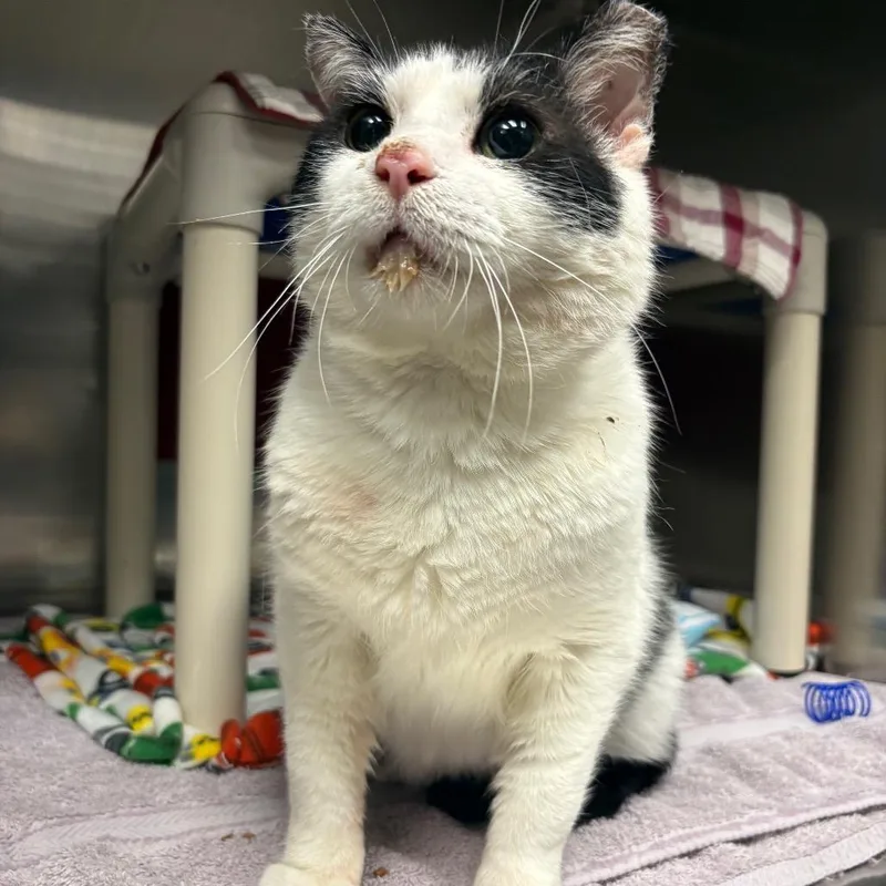 A senior large-sized male White Domestic Short Hair cat named Matchbox for adoption in Mentor, OH