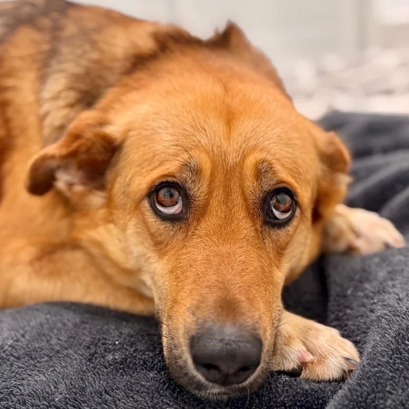 A young medium-sized female Brown / Chocolate Shepherd dog named Rosie for adoption in Chapel Hill, NC