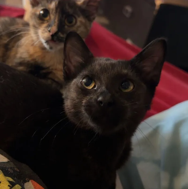A baby medium-sized male Black Domestic Short Hair cat named Shadow for adoption in Houston, TX