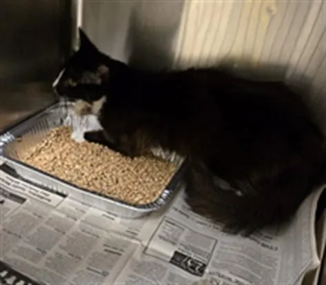 A young small-sized male Domestic Medium Hair cat named Manson for adoption in Texas City, TX