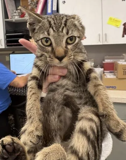 A baby small-sized male Domestic Short Hair cat named Vincent van Gogh for adoption in Palm Coast, FL