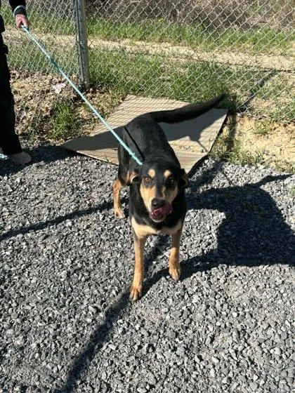 An adult large-sized male Coonhound dog named Buddy Boy for adoption in Shawano, WI