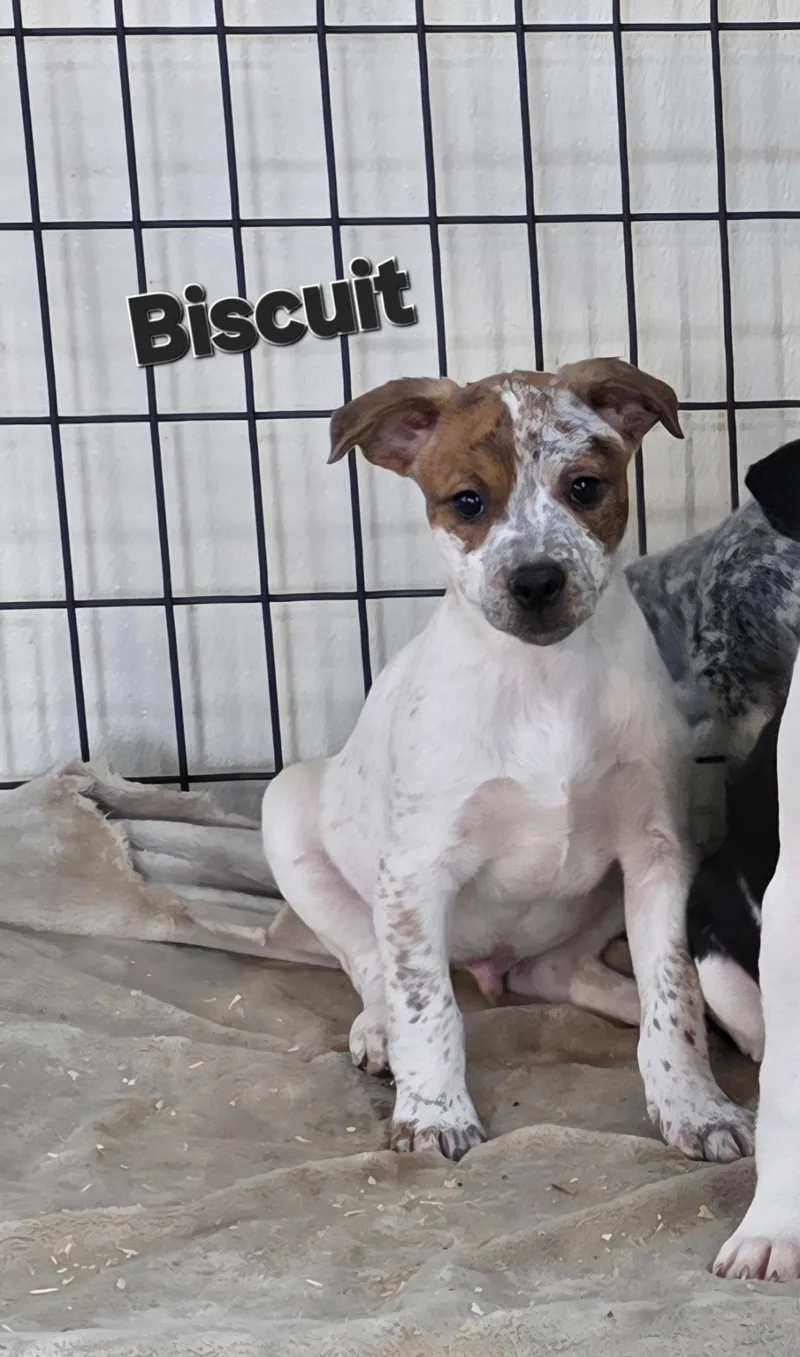 Biscuit