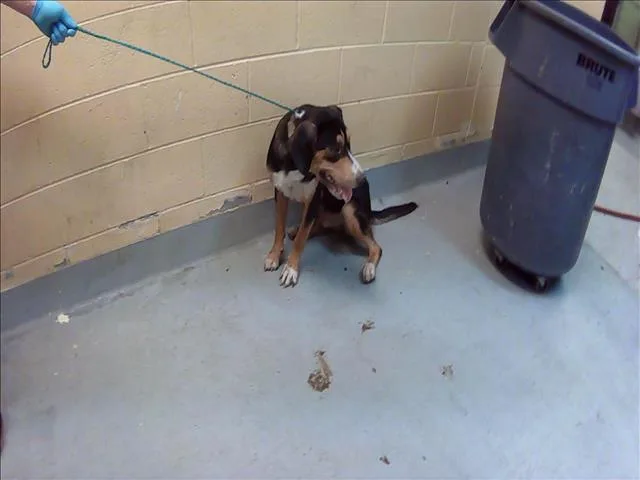 A young large-sized male Rottweiler dog named Droopy for adoption in Tulsa, OK
