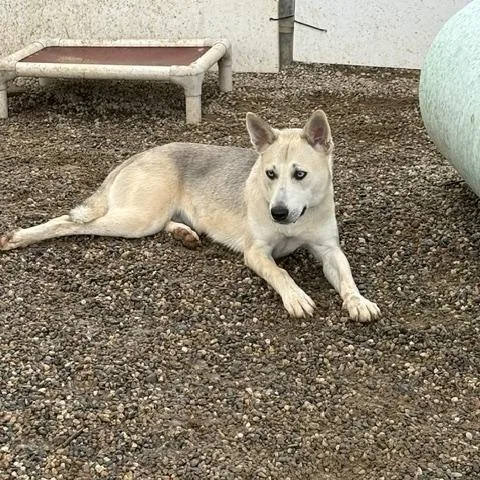 A young medium-sized female Gray / Blue / Silver German Shepherd Dog dog named Willow for adoption in Turners Falls, MA