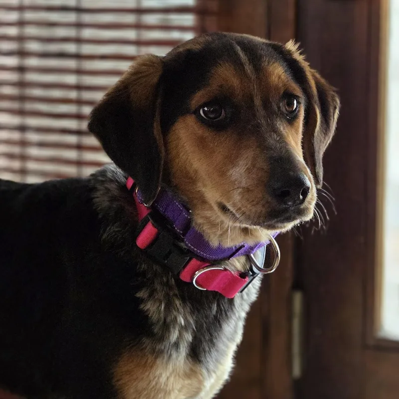 A baby medium-sized female Yellow / Tan / Blond / Fawn Airedale Terrier dog named Dove Oiseau  Local for adoption in Andover, MA