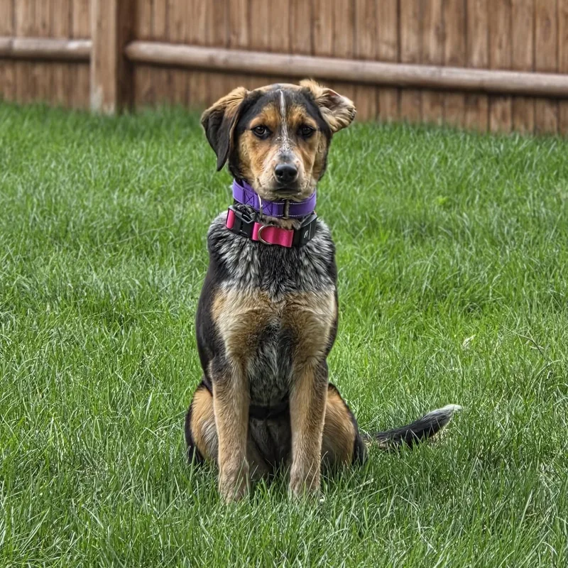 Dove Oiseau  Local thumbnail 3