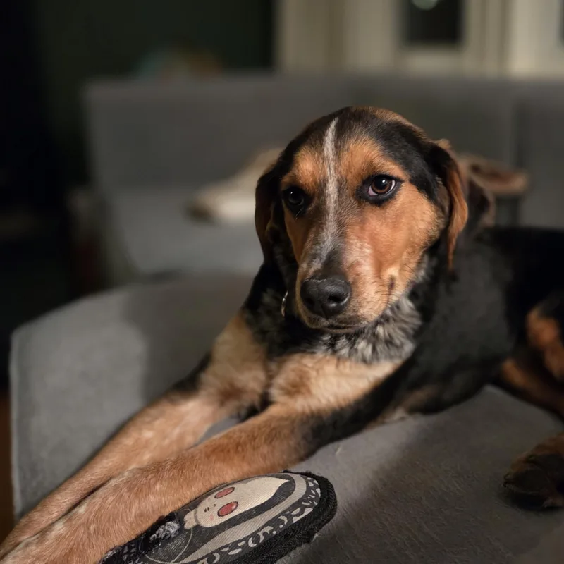 Dove Oiseau  Local thumbnail 5