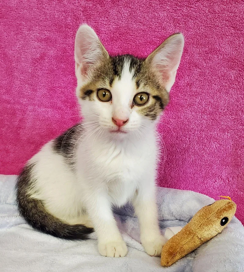A young medium-sized female Domestic Medium Hair cat named Flora for adoption in Greenville, IL