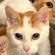 A young small-sized male Orange / Red Domestic Short Hair cat named Casey Kelp for adoption in Lake Jackson, TX