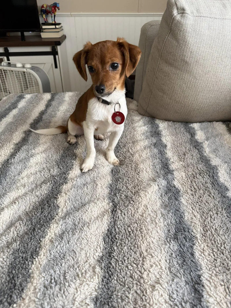 An adult medium-sized female Chihuahua dog named Brinley for adoption in Nashville, TN