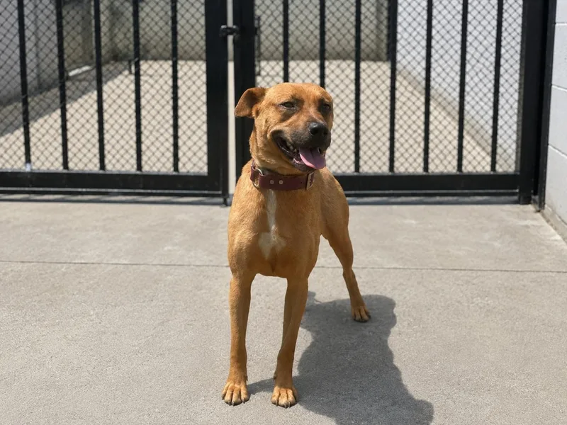 An adult medium-sized female Brown / Chocolate Shepherd dog named Brollie for adoption in Orangeburg, SC