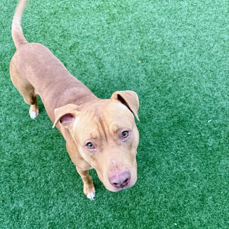 An adult medium-sized male Golden American Staffordshire Terrier dog named Perrito for adoption in Houston, TX