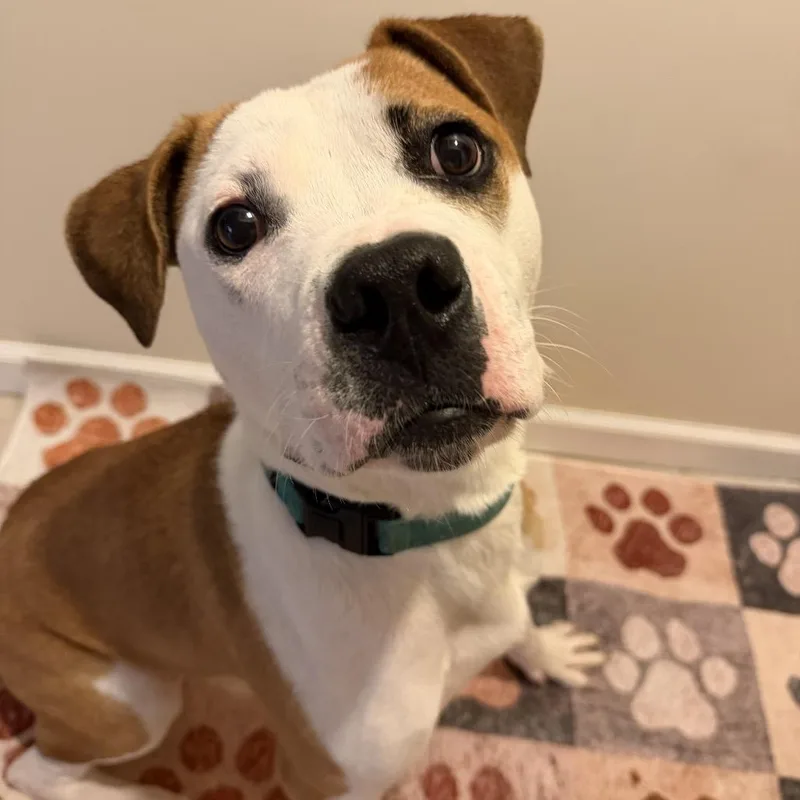 A young medium-sized male White / Cream Boxer dog named Jackson for adoption in Avon, OH