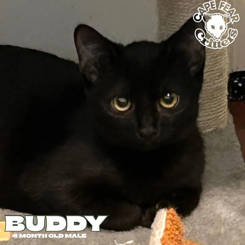 A baby small-sized male Black Domestic Short Hair cat named Buddy for adoption in Wilmington, NC