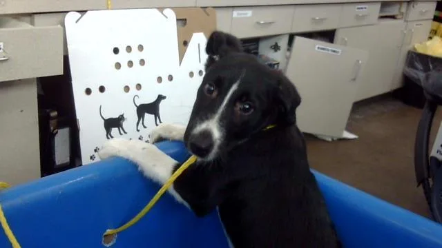 A baby medium-sized female Mixed Breed dog named Amora for adoption in Dallas, TX