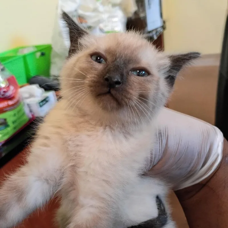 A baby small-sized male Cream / Ivory Domestic Short Hair cat named Cuatro for adoption in Lynchburg, VA