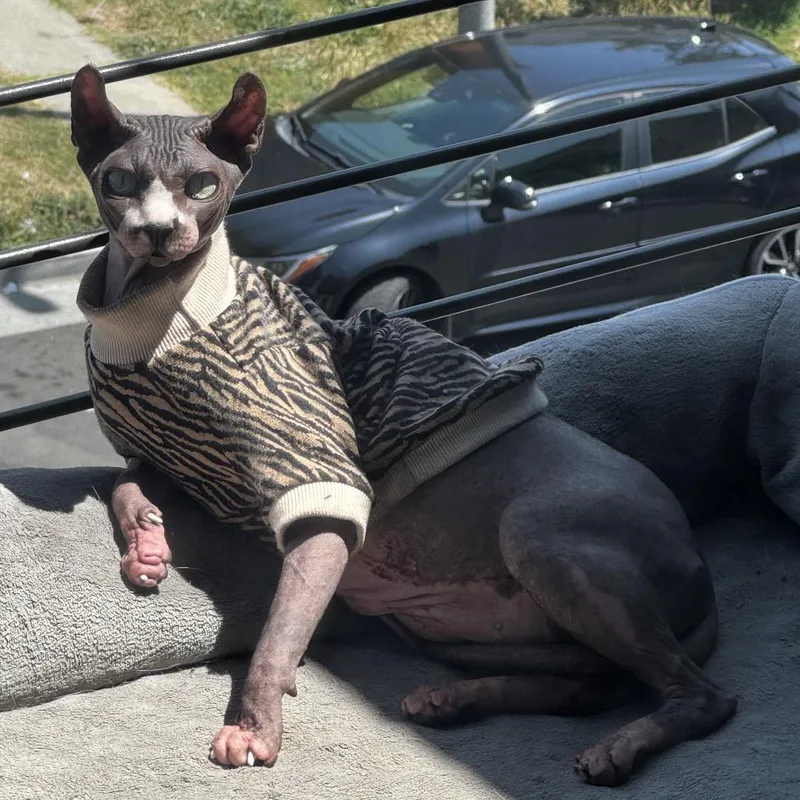 A senior small-sized male White Sphynx / Hairless Cat cat named Henry for adoption in Long Beach, CA