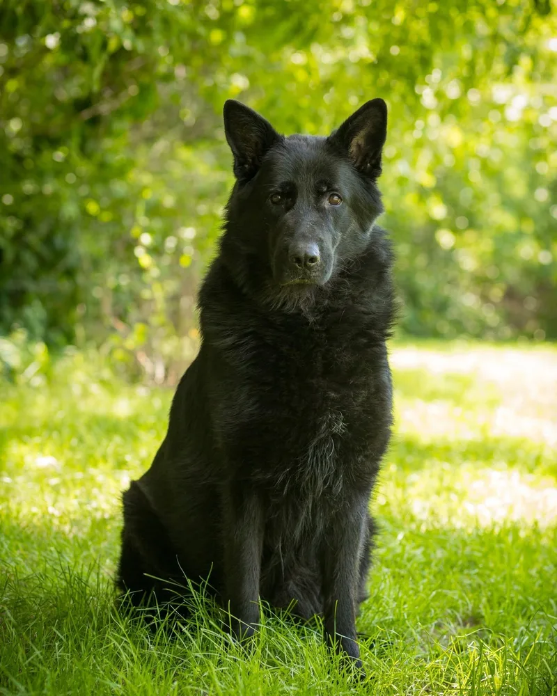 An adult large-sized male Black German Shepherd Dog dog named Derecho for adoption in Bridgeport, CT