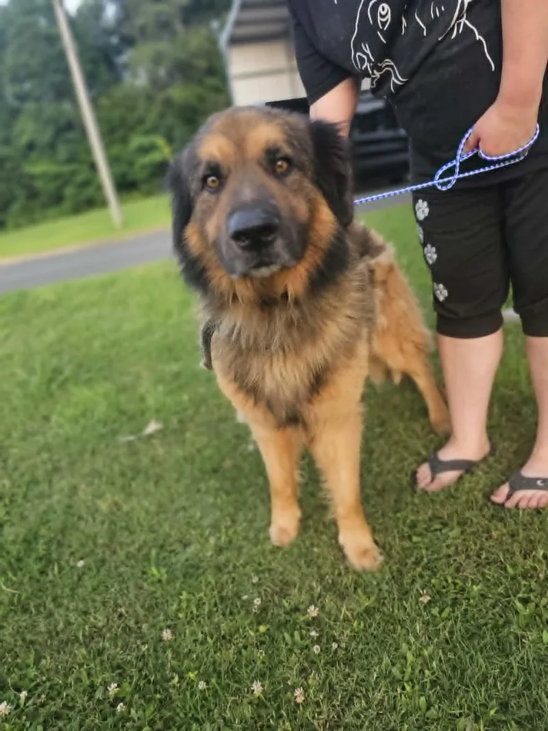 An adult medium-sized male Bicolor German Shepherd Dog dog named Kratos for adoption in Fort Payne, AL