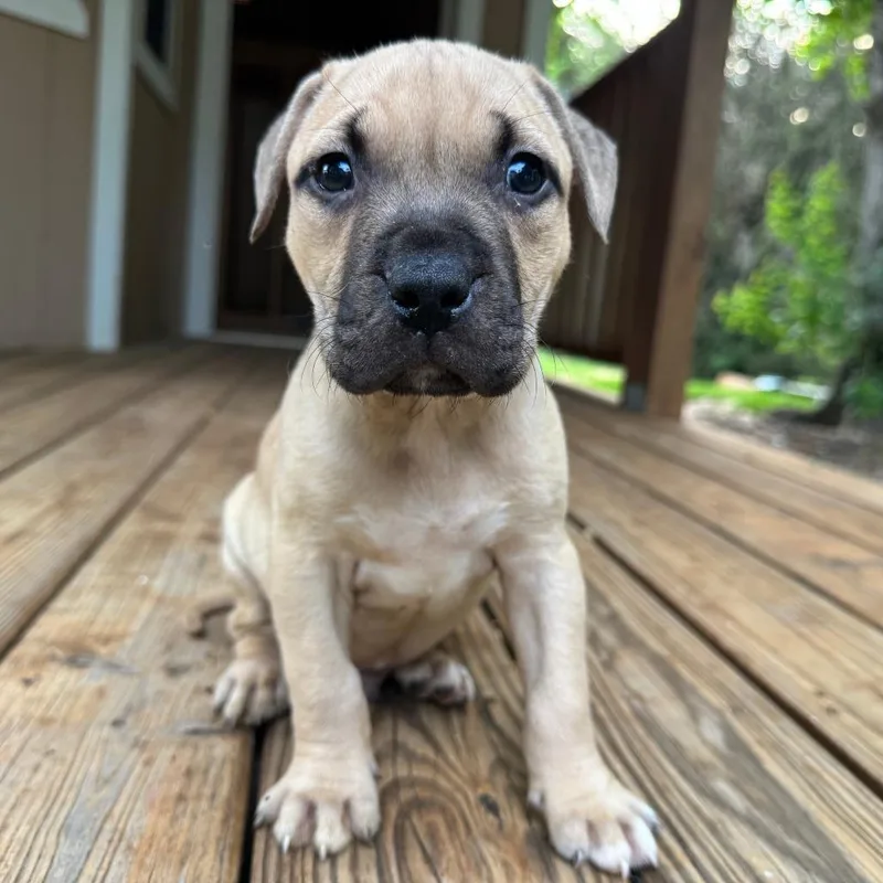 A baby medium-sized male Yellow / Tan / Blond / Fawn Mixed Breed dog named Conner for adoption in Hopkinton, MA