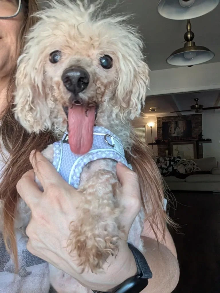 A senior small-sized male White / Cream Miniature Poodle dog named Gene Simmons FL for adoption in Bryan, TX