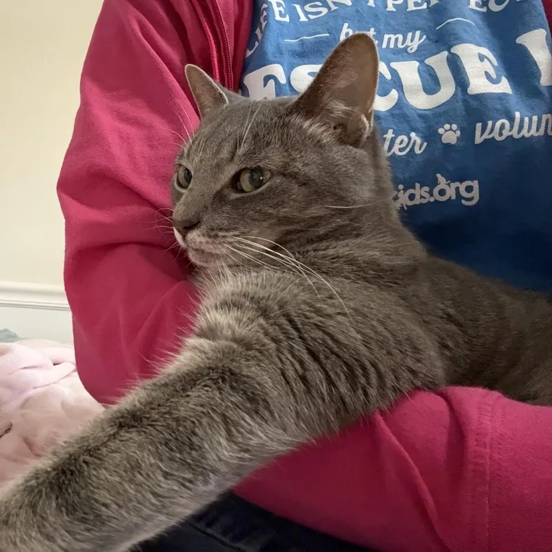 A senior large-sized female Domestic Short Hair cat named Blue for adoption in Cumming, GA