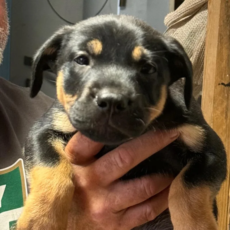 A baby medium-sized male Yellow / Tan / Blond / Fawn Shepherd dog named Bryant for adoption in Oceanside, CA