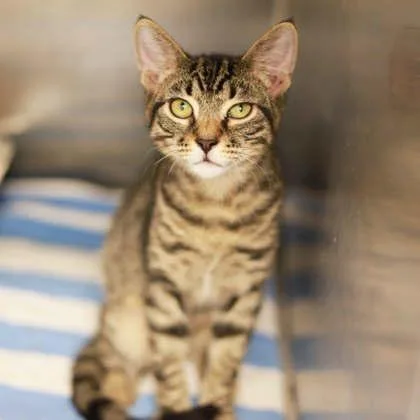 A baby small-sized male Gray / Blue / Silver Domestic Short Hair cat named Cecil for adoption in Atlanta, GA