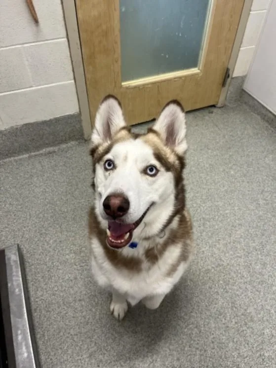 An adult large-sized male Siberian Husky dog named Goose for adoption in Loveland, CO
