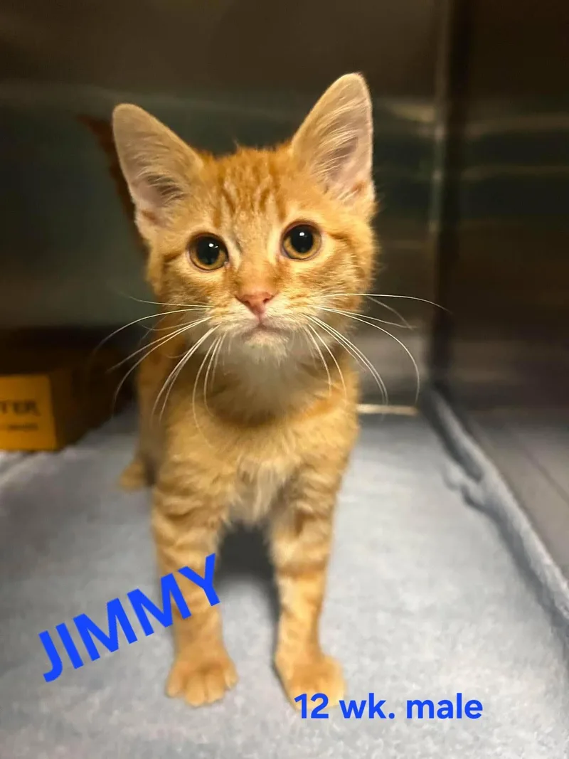 Jimmy