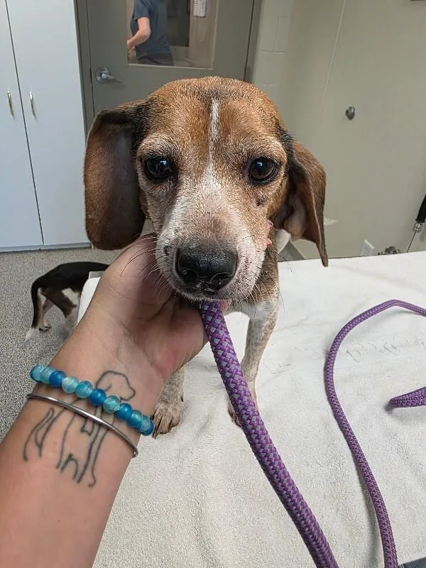 An adult small-sized female Beagle dog named Trixie for adoption in Disputanta, VA