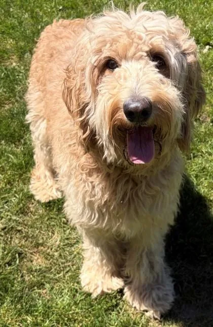 An adult large-sized female Standard Poodle dog named Gemma for adoption in Baraboo, WI