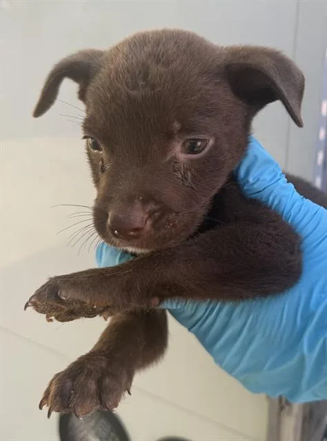 A baby small-sized male American Staffordshire Terrier dog named Jon for adoption in San Antonio, TX