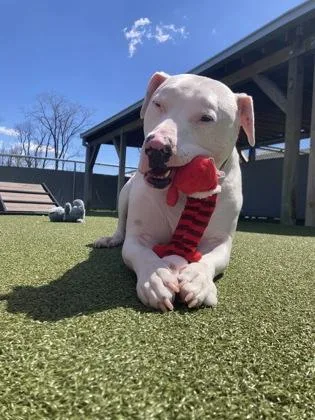 An adult large-sized male Bull Terrier dog named Barley for adoption in Fishers, IN