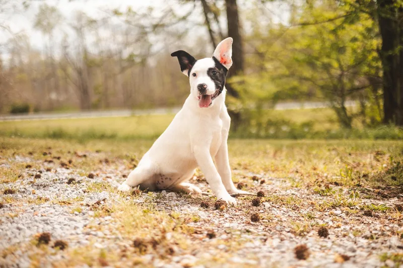 Moccatransport thumbnail 2