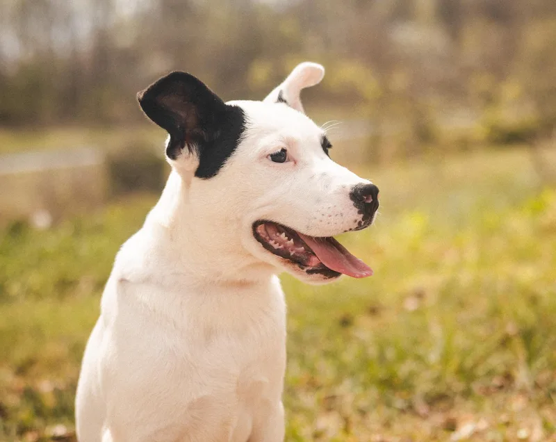 Moccatransport thumbnail 3