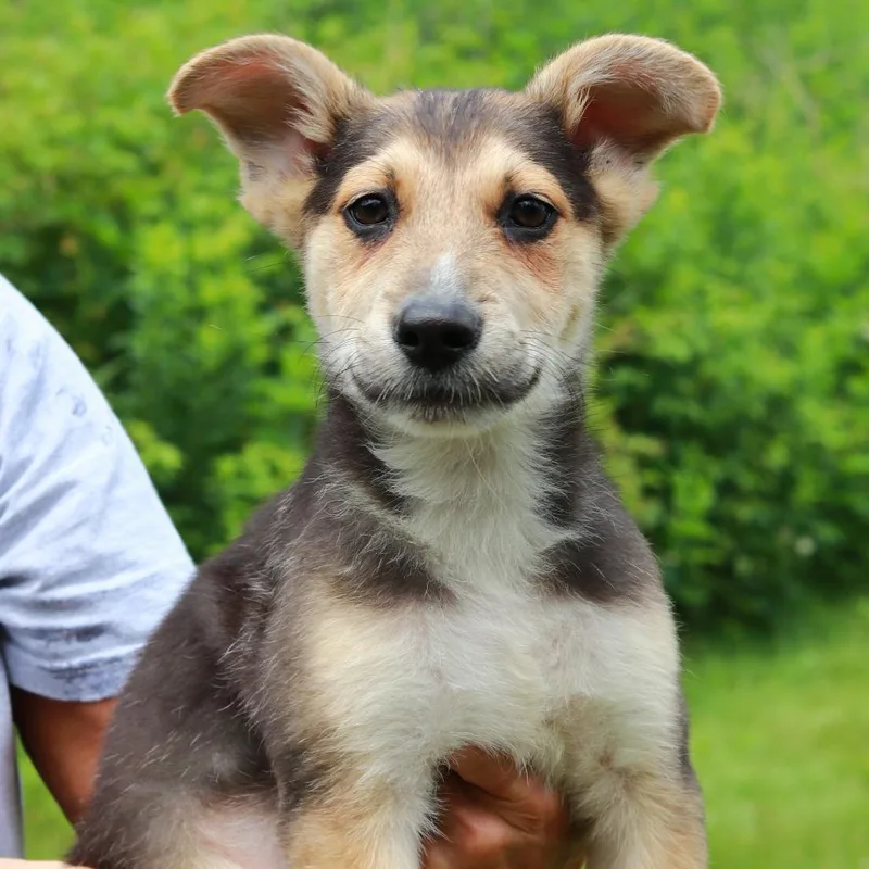 A baby medium-sized male Yellow / Tan / Blond / Fawn Mixed Breed dog named CT Primo for adoption in Stormville, NY
