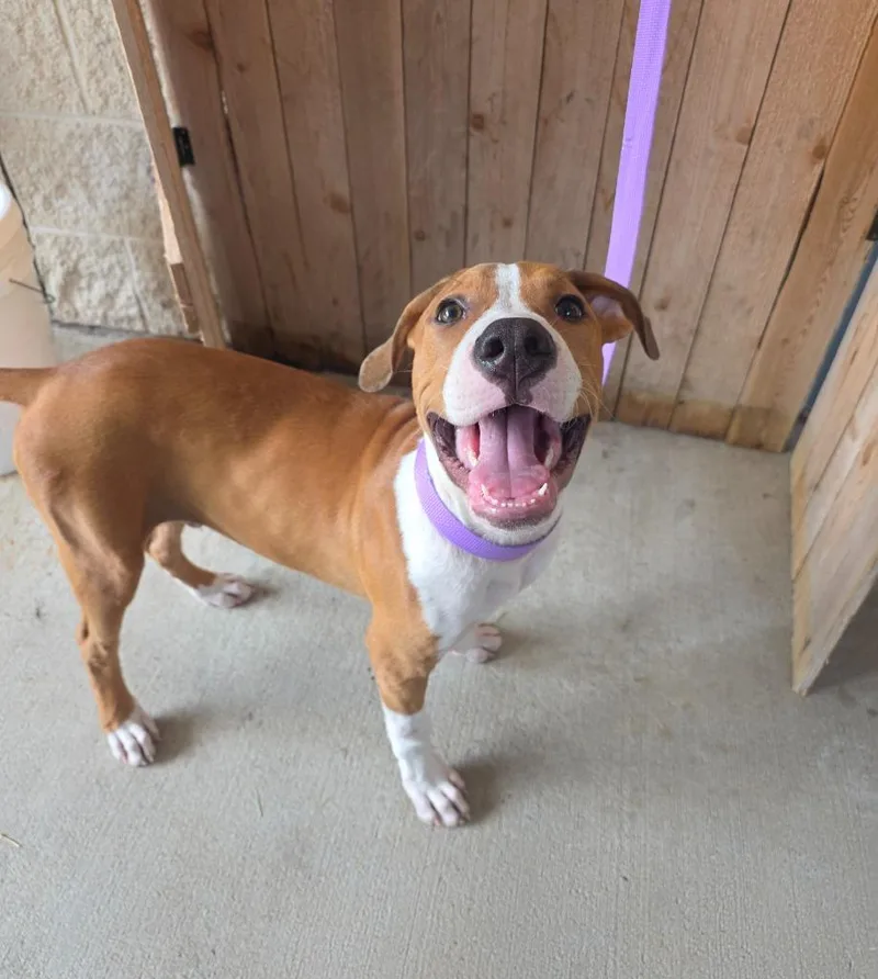 A baby medium-sized male Shepherd dog named Harold for adoption in Missouri City, TX